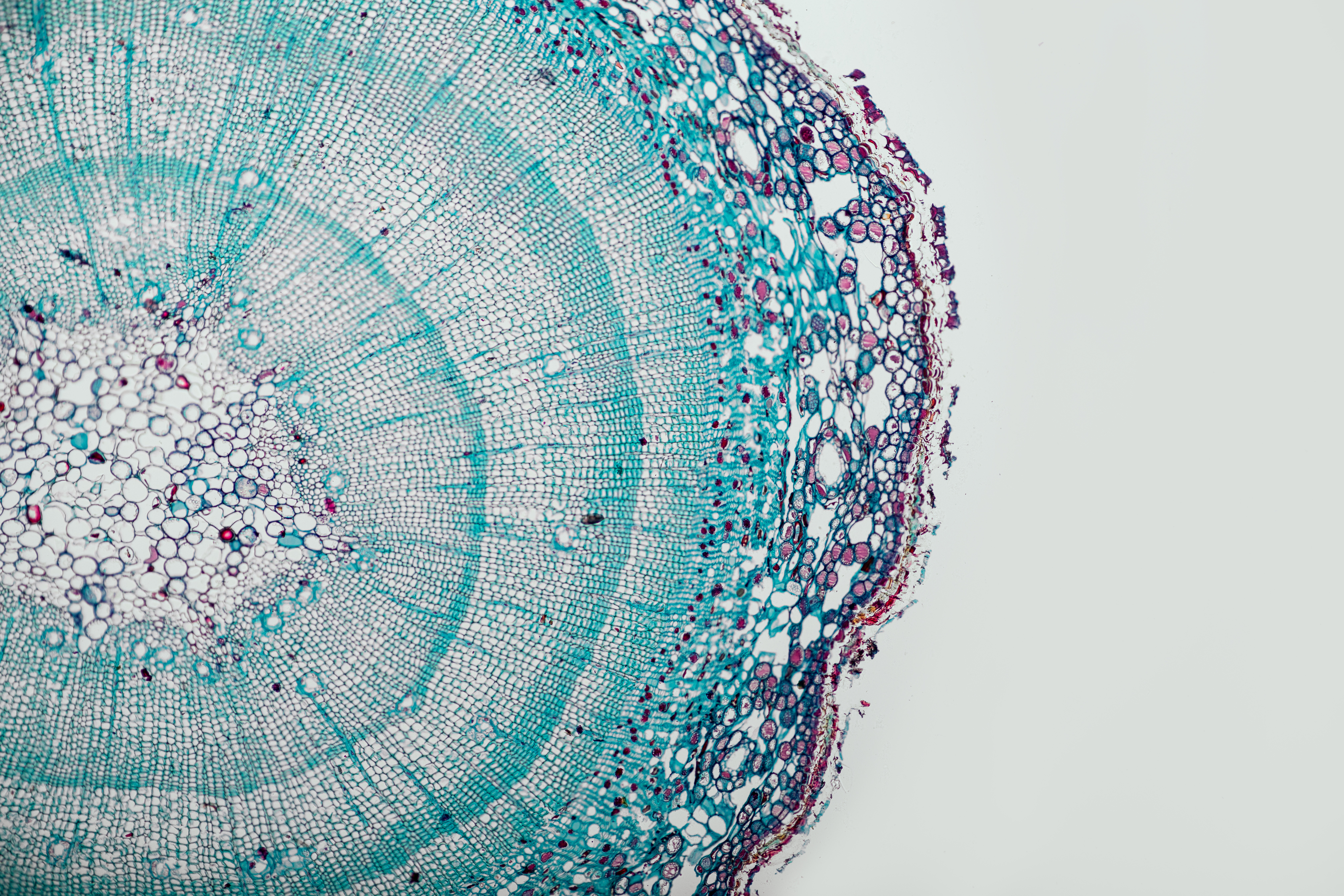 Plant stem cross-section under microscopy
